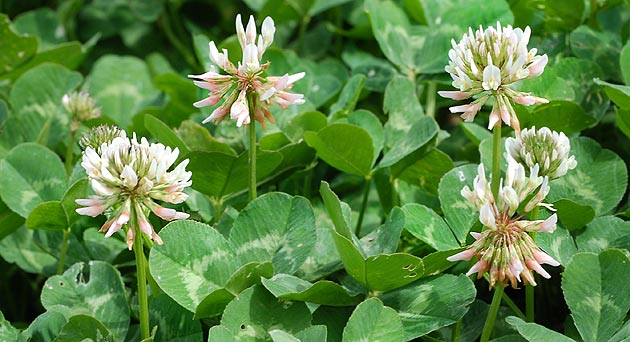 trébol blanco