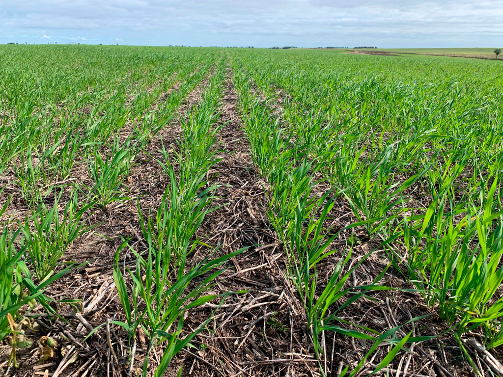 imagen de una plantación
